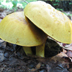 Boletes in Love -Retiboletus Ornatipes